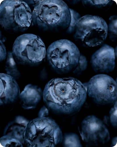 bilberry